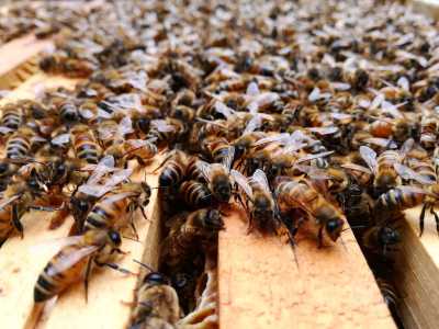 A maggio si raggiungono anche le 80mila unit�, che scendono a 10mila in inverno, quando rallenta la fase riproduttiva
